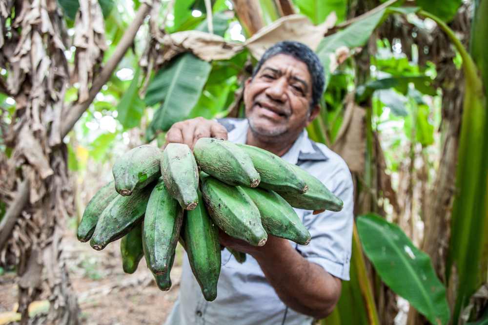 Produção agrícola de uma cooperativa atendida pela ASCA